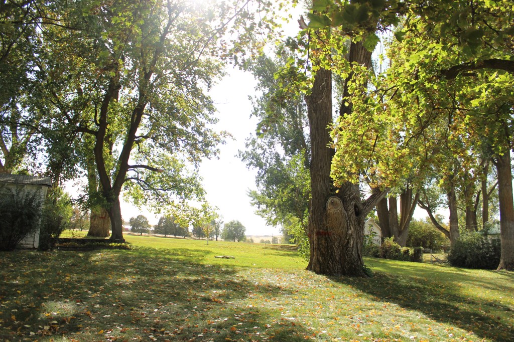 Through the Ginger Window