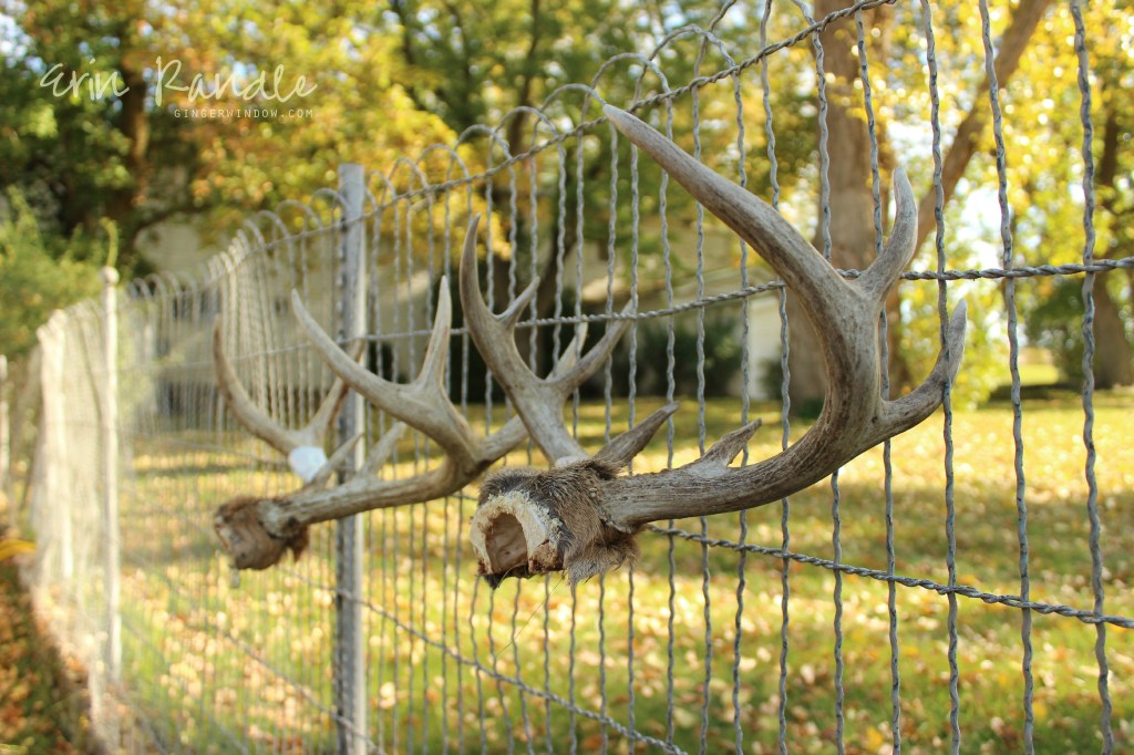 Goodbye, Autumn -- gingerwindow.com