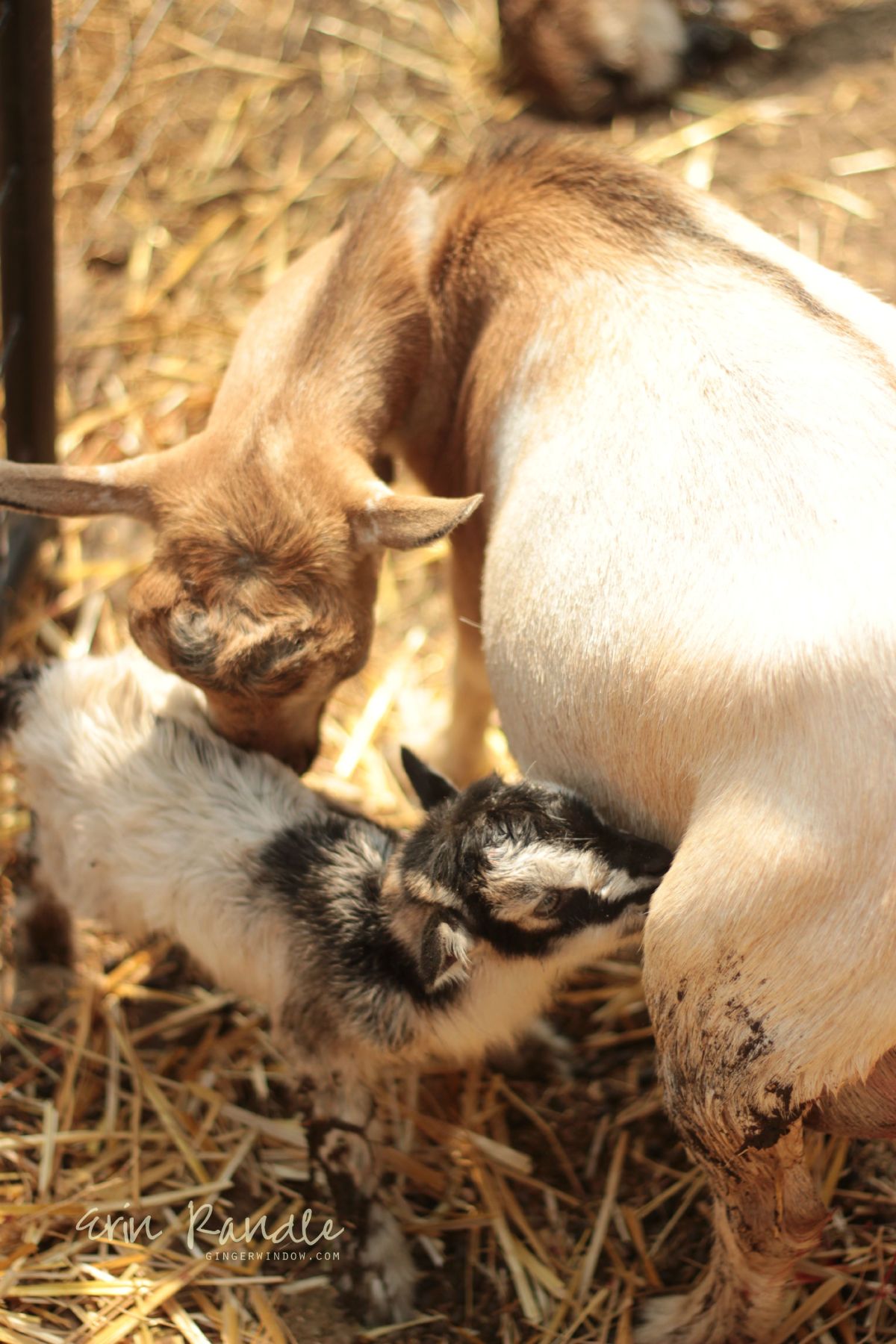 Livestock Birth Photography || Through the Ginger Window